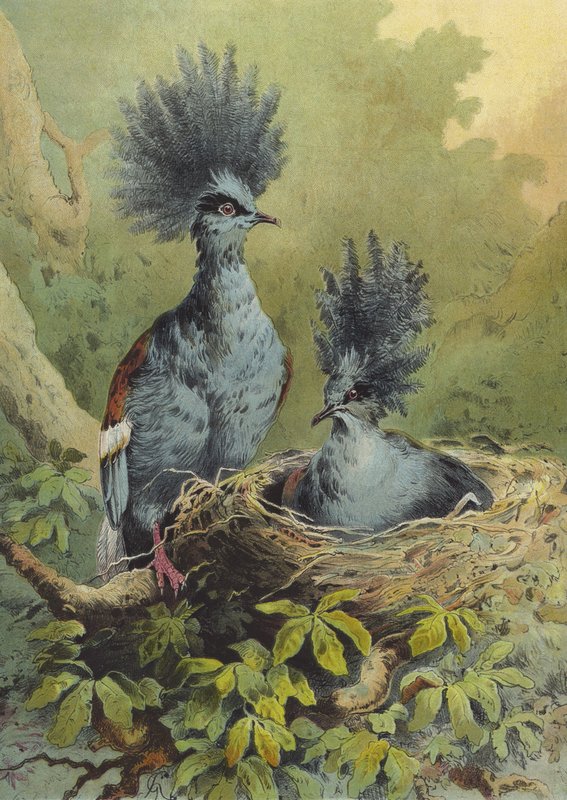 Pigeon Couronné - Hector Giacomelli