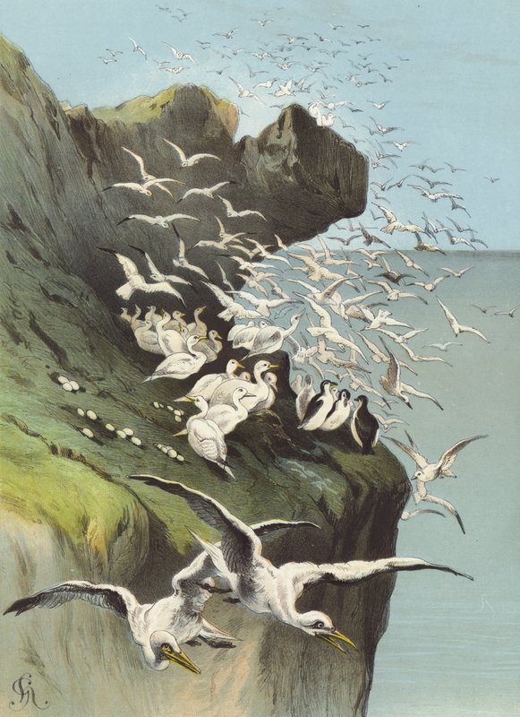 Fous de Bassan - Hector Giacomelli