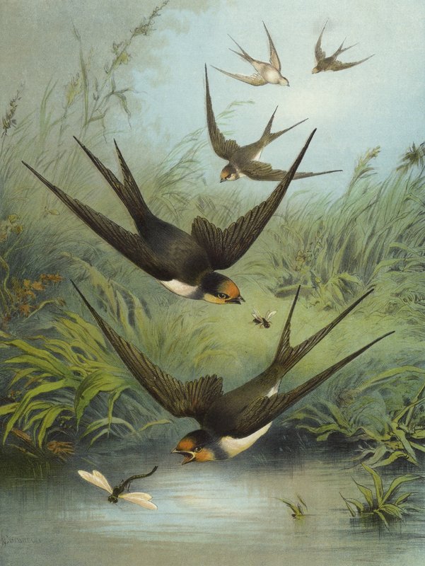 Hirondelle - Hector Giacomelli