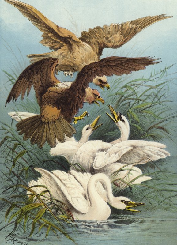 Cygnes et Aigles - Hector Giacomelli