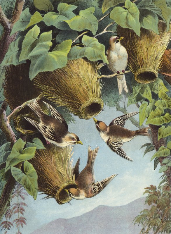 Oiseau Tisserin - Hector Giacomelli
