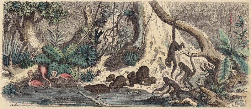 Rive en Guyane (gravure en couleur) - Heinrich Leutemann