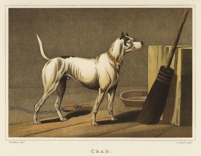 Crabe - Henry Thomas Alken