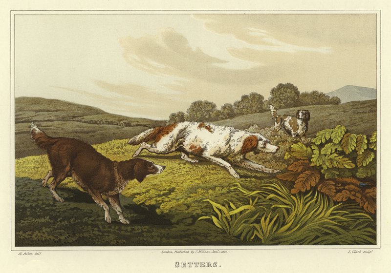 Setters - Henry Thomas Alken