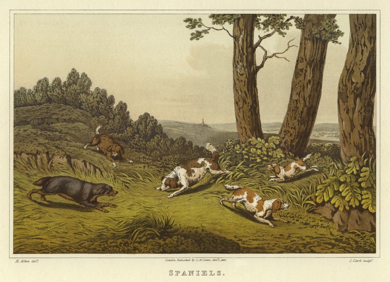 Épagneuls - Henry Thomas Alken
