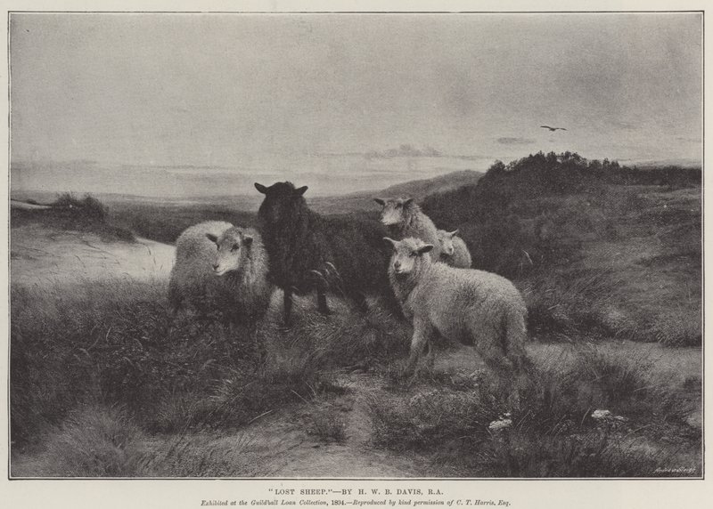 Mouton perdu - Henry William Banks Davis