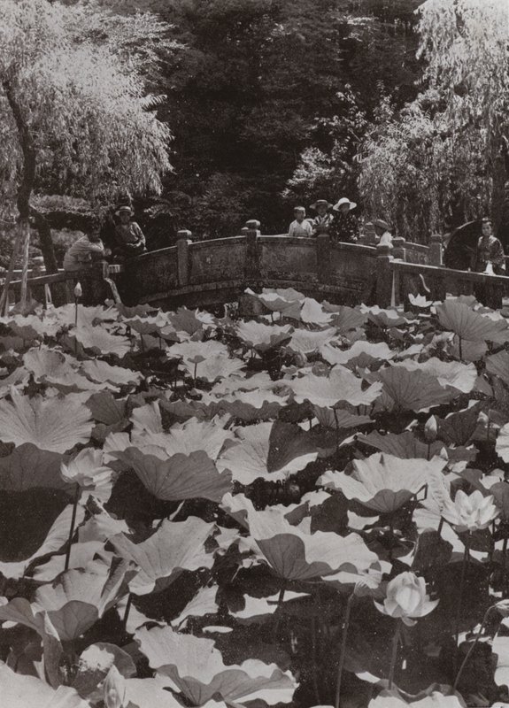 Un Étang de Lotus - Herbert Ponting