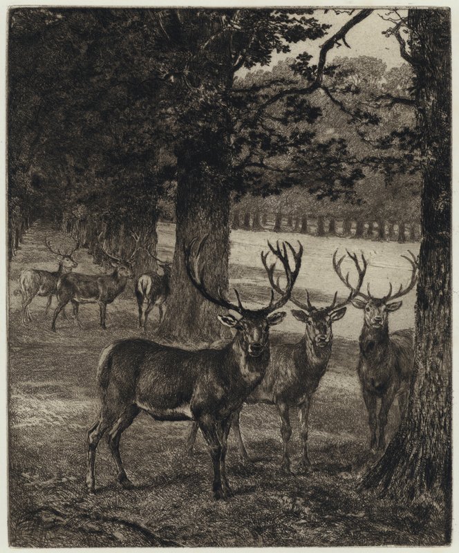 Cerfs dans le parc de Windsor - Heywood (after) Hardy