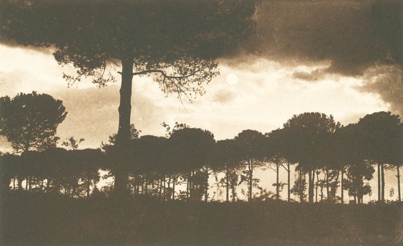 Ravenne, La Pineta di Classe (photo n/b) - Italian Photographer