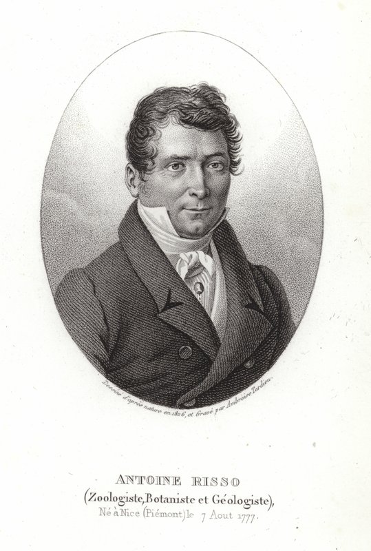Antoine Risso - Italian School