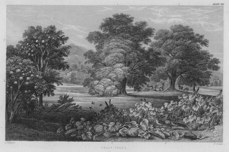 Arbres Fruitiers (gravure en couleur) - J. (after) Stewart