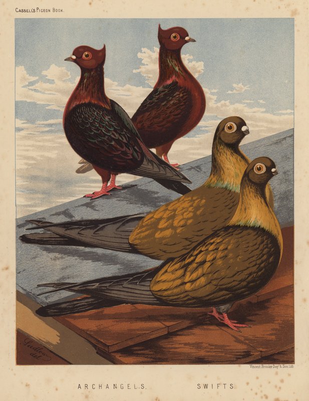 Pigeons: Archanges; Rapides - J. W. (after) Ludlow