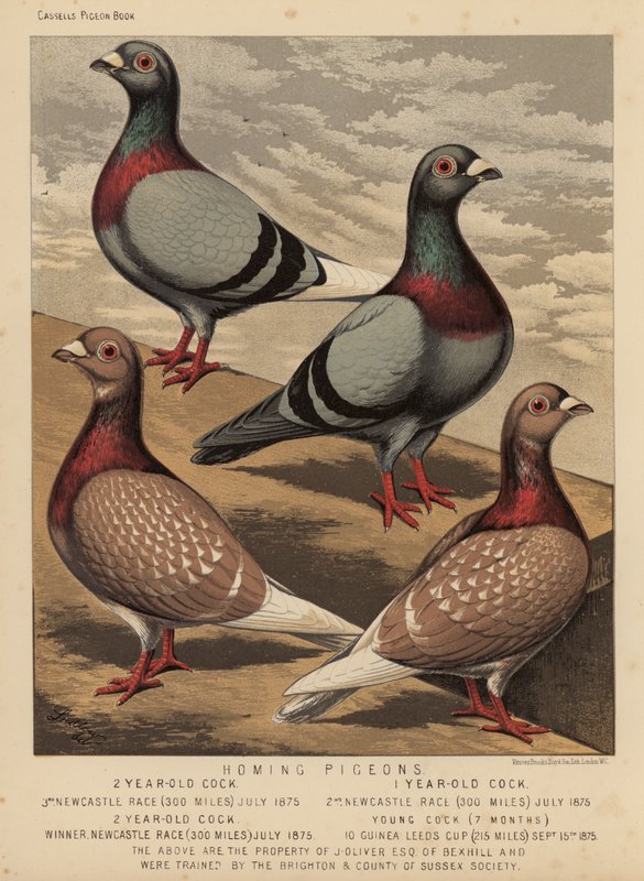 Pigeons : Pigeons voyageurs - J. W. (after) Ludlow