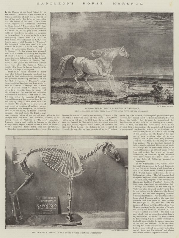 Le Cheval de Napoléon, Marengo - James Ward