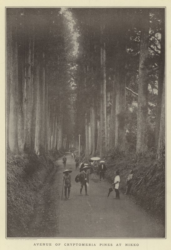 Avenue de pins Cryptomeria à Nikko - Japanese Photographer