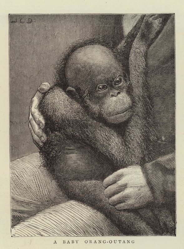 Un bébé orang-outan - John Charles Dollman