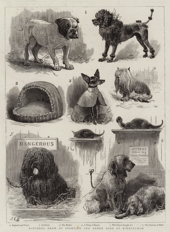 Exposition nationale de chiens de sport et autres à Birmingham - John Charles Dollman