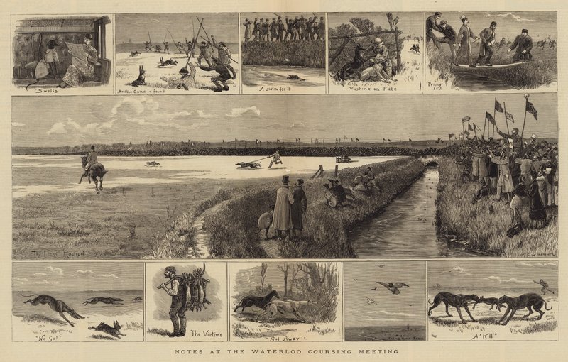 Notes à la réunion de Waterloo Coursing - John Charles Dollman