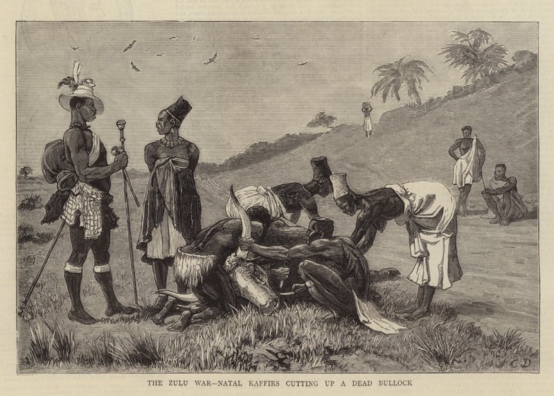 La Guerre Zouloue, les Kaffirs du Natal découpant un Bœuf Mort - John Charles Dollman