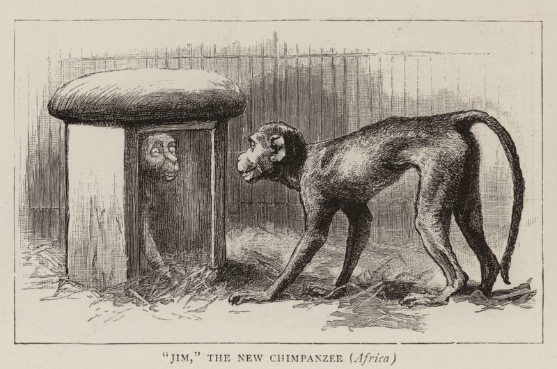 Errances dans le zoo - John Charles Dollman