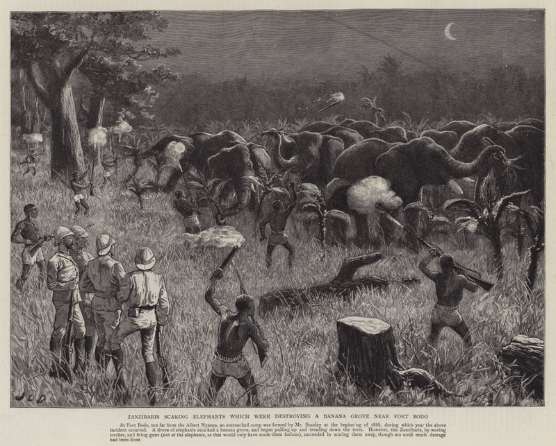 Les Zanzibaris effrayant les éléphants qui détruisaient une bananeraie près du fort Bodo - John Charles Dollman