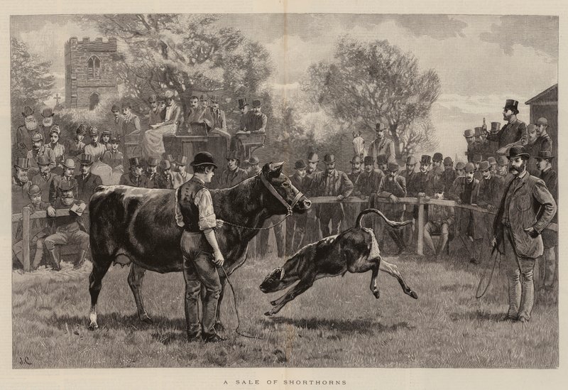 Vente de Shorthorns - John Charlton