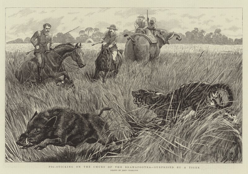 Chasse au cochon sur les Churs du Bramapootra, surpris par un tigre - John Charlton