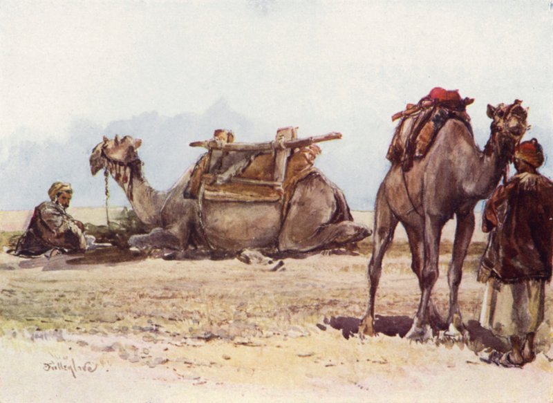 Étude de chameaux et d