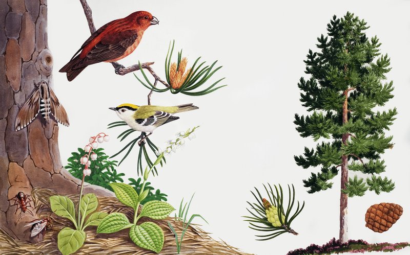 Le pin et ses habitants - John Rignall