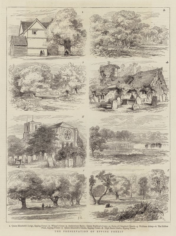 La Préservation de la Forêt d