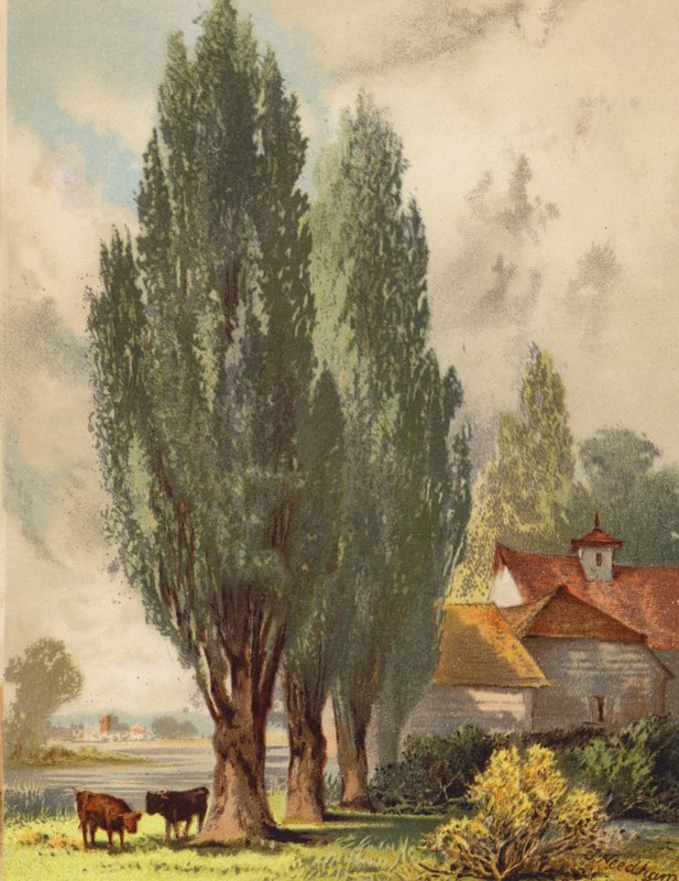 Peupliers de Lombardie, scène anglaise (litho en couleur) - Joseph Needham