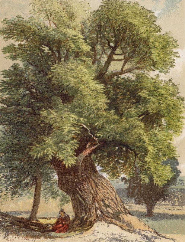 Vieux châtaignier (litho en couleur) - Joseph Needham