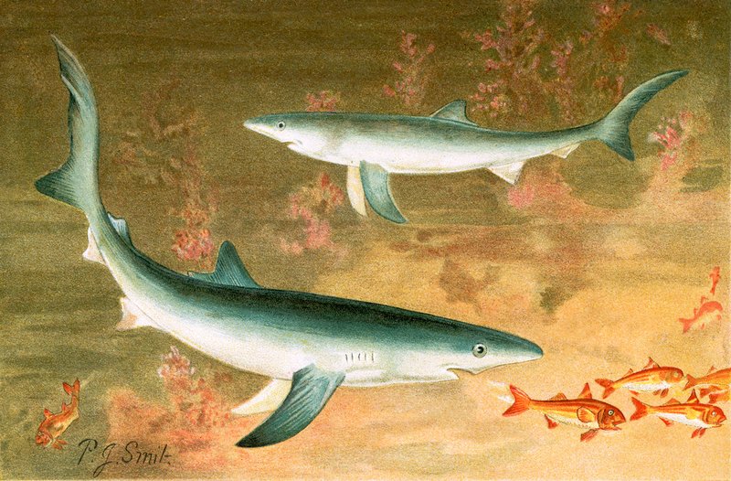 Requin bleu - Joseph Smit