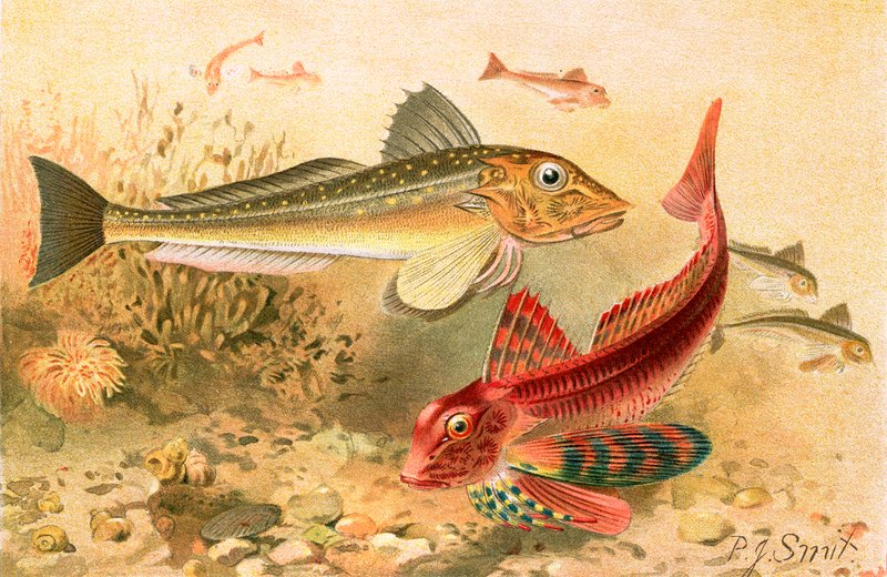Grondins - Joseph Smit