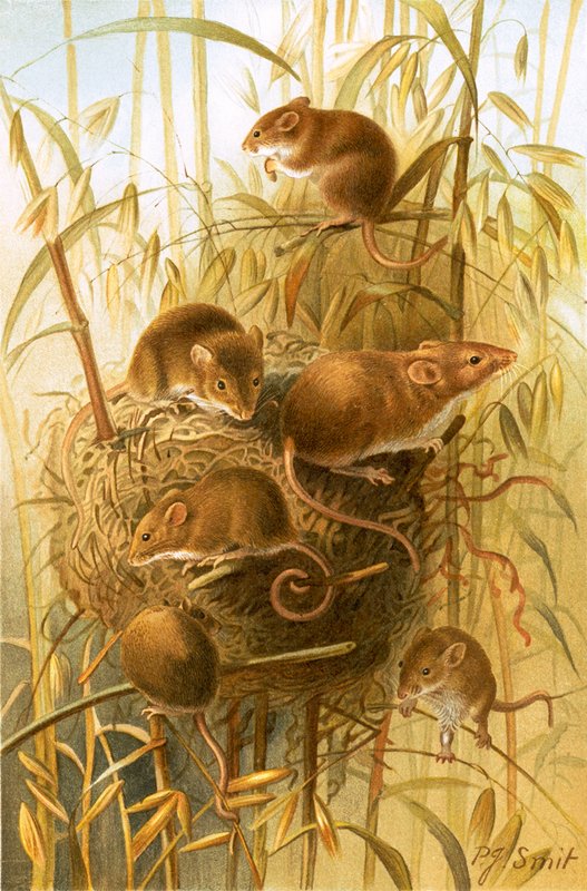 Souris des moissons - Joseph Smit