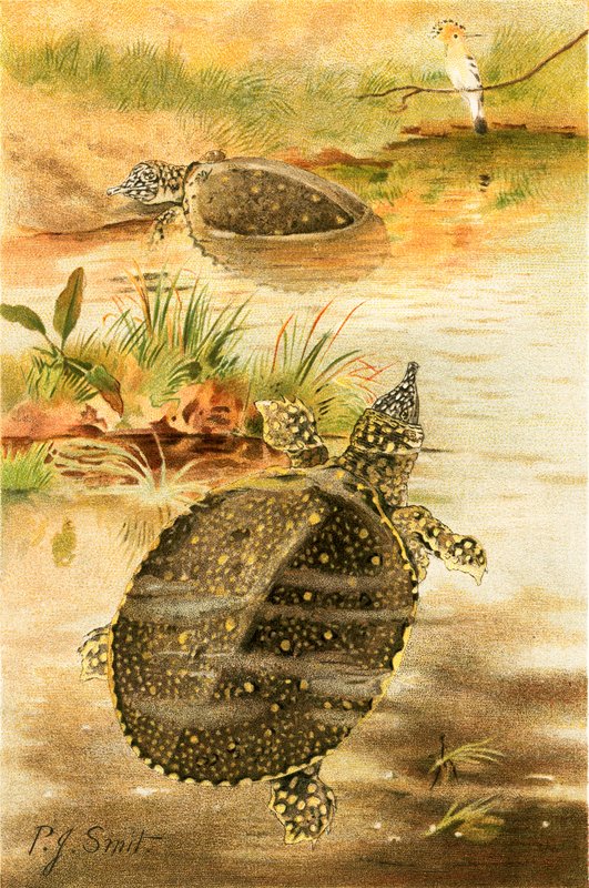 Tortues molles de rivière - Joseph Smit
