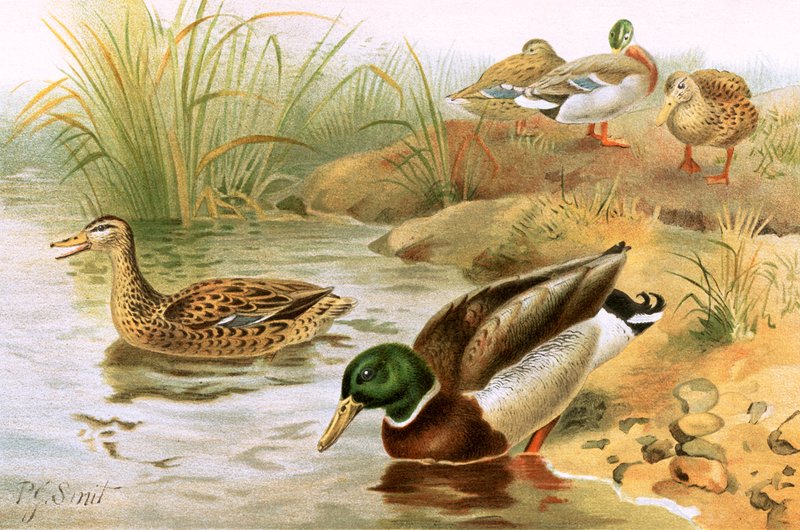 Canard sauvage - Joseph Smit