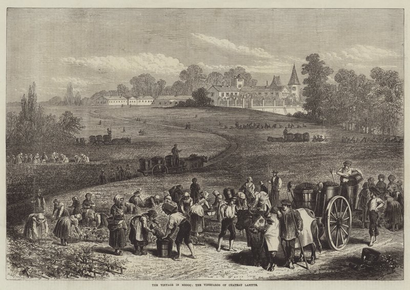 Les vendanges à Médoc, les vignobles du Château Lafitte - Jules Pelcoq
