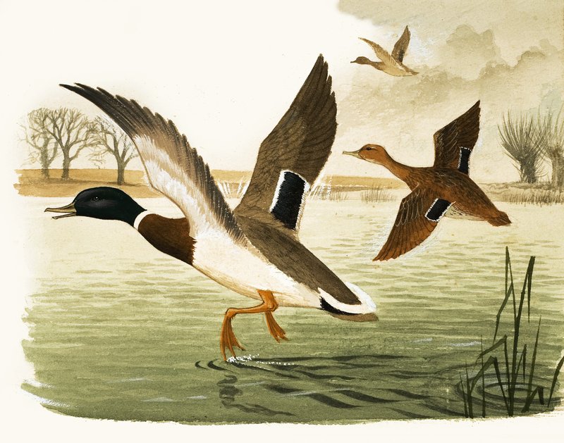 Canards et drakes - Kenneth Lilly