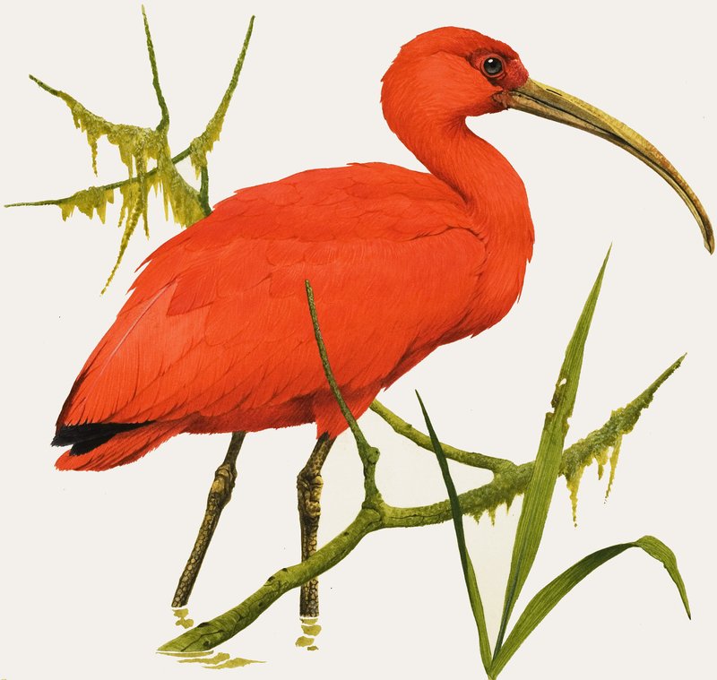 I comme Ibis - Kenneth Lilly