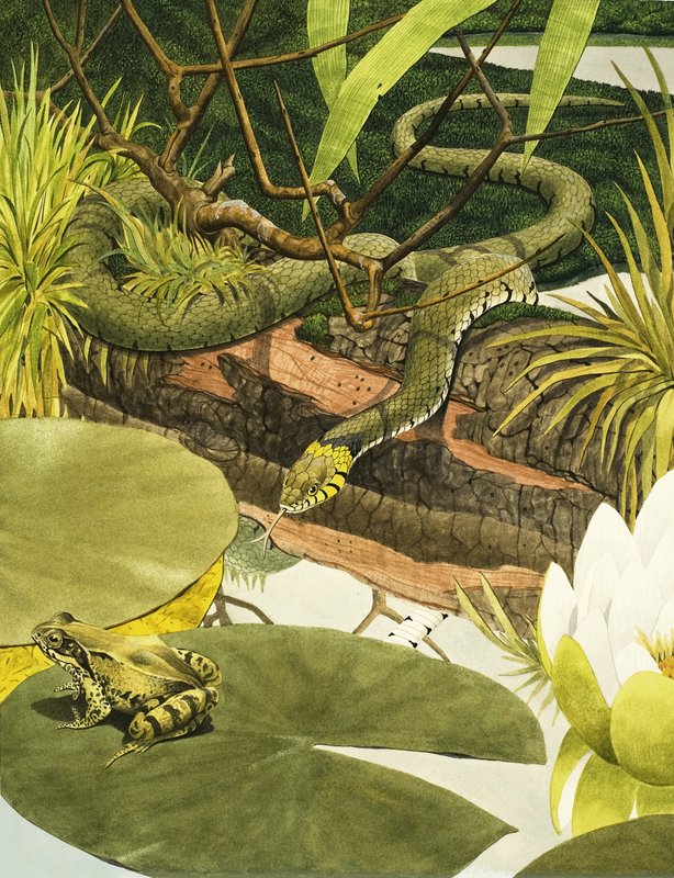 Serpent sur le point de manger un crapaud - Kenneth Lilly