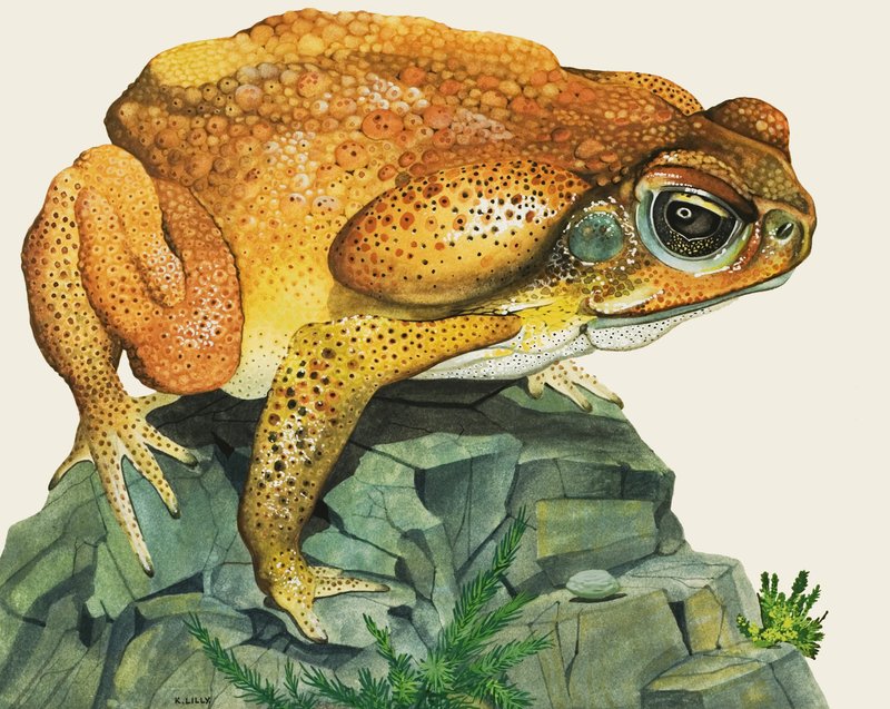 Le crapaud géant - Kenneth Lilly