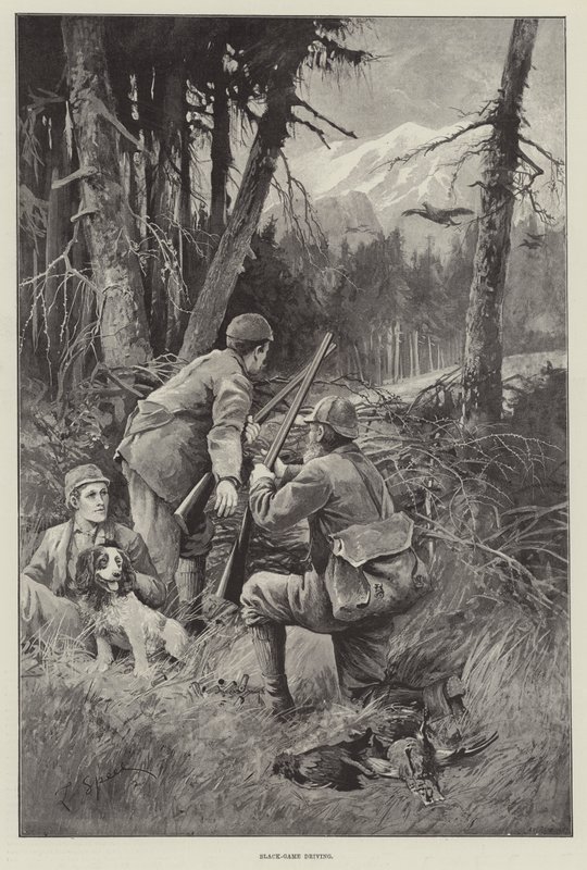 Chasse au tétras noir - Lancelot Speed