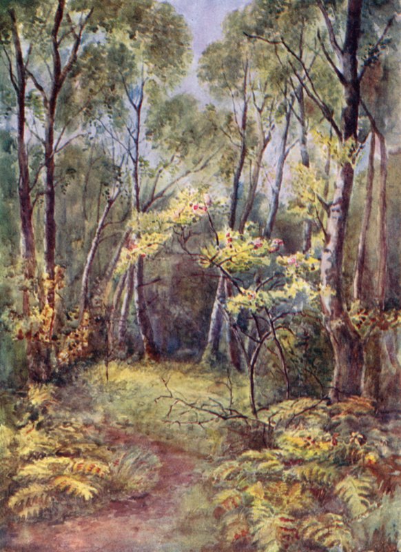 Dans les bois de Leigh - Laura Annie Happerfield