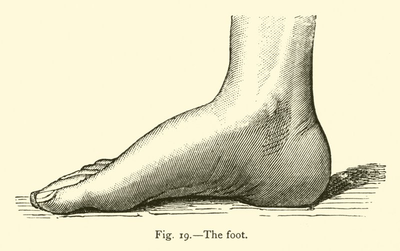 Le pied - Leveille