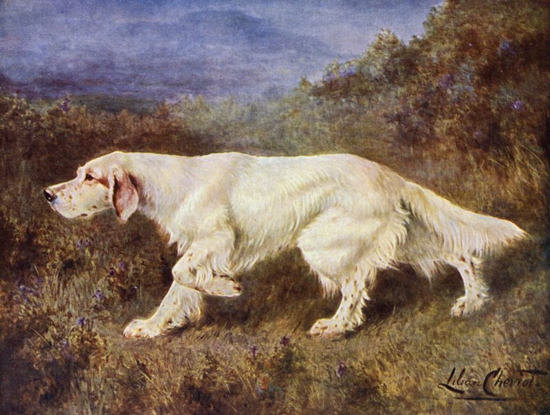 Le Setter Anglais Typique de M. J. J. Holgate, Mallwyd Ned - Lilian Cheviot