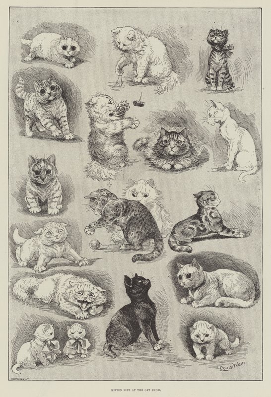 Vie de chaton à l