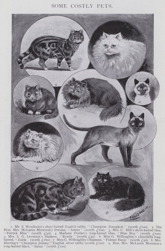 Quelques animaux de compagnie coûteux (lithographie) - Louis (after) Wain