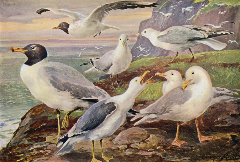 Mouettes - Louis Fairfax Muckley