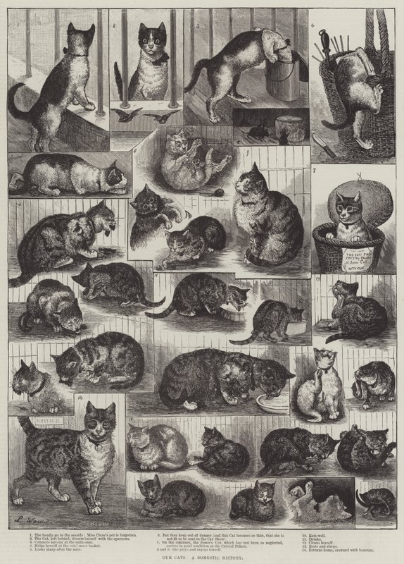 Nos chats, une histoire domestique - Louis Wain